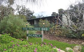 The Fig Tree B&B